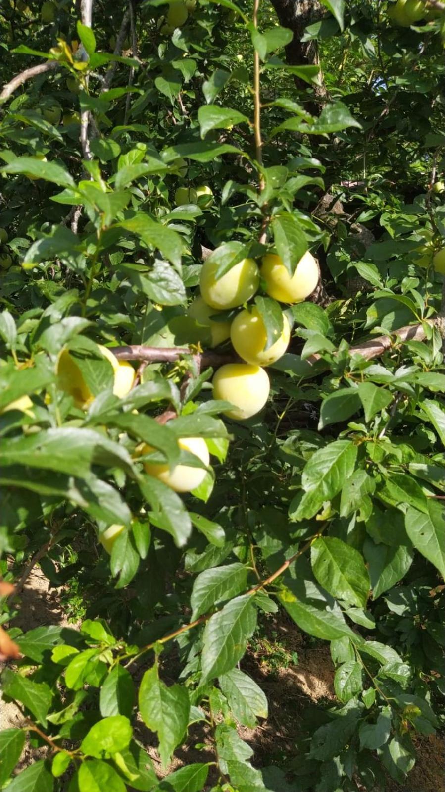 Azienda Agricola Biologica La Cardellina Tolfa Zewnętrze zdjęcie