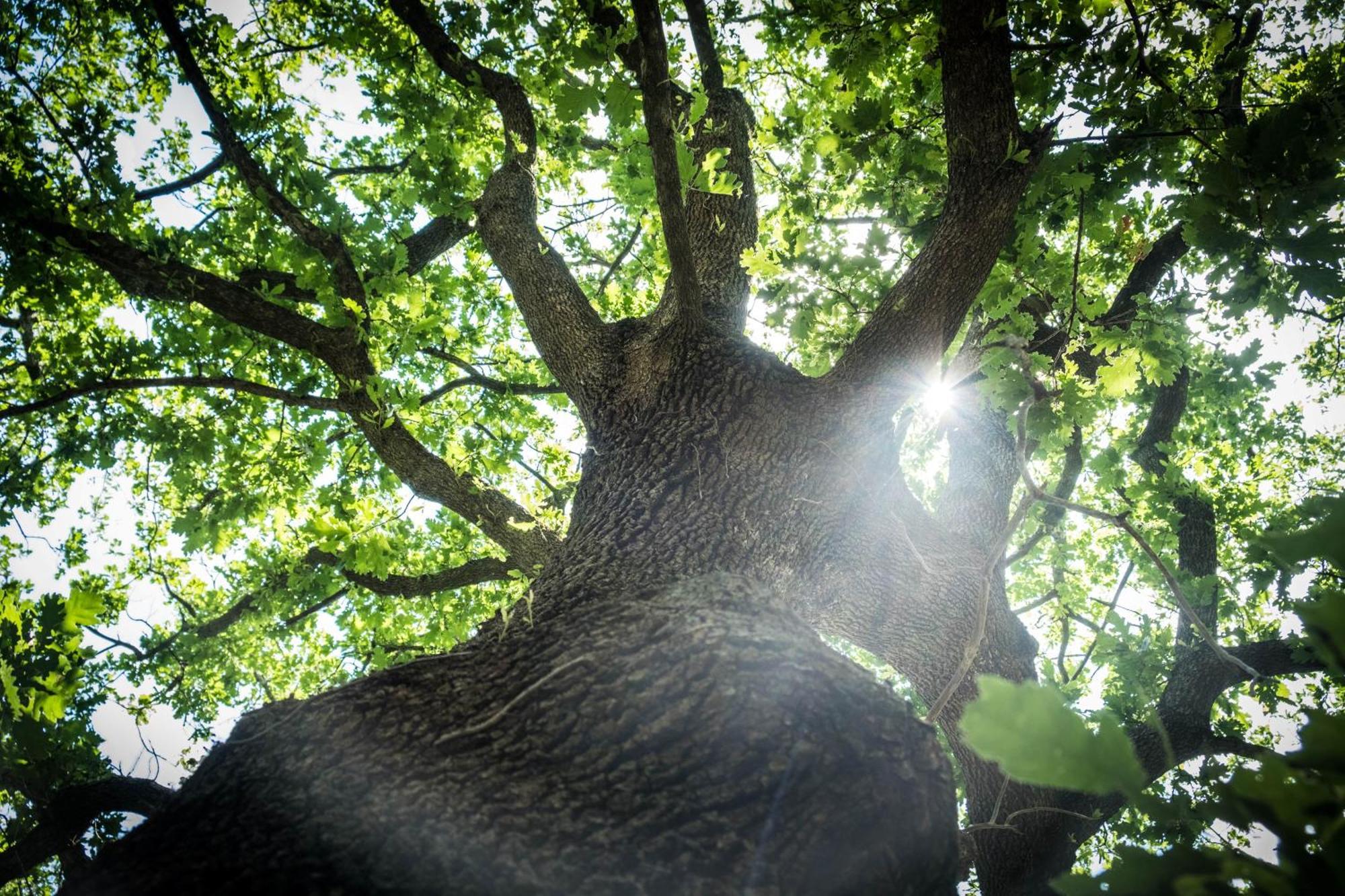 Azienda Agricola Biologica La Cardellina Tolfa Zewnętrze zdjęcie
