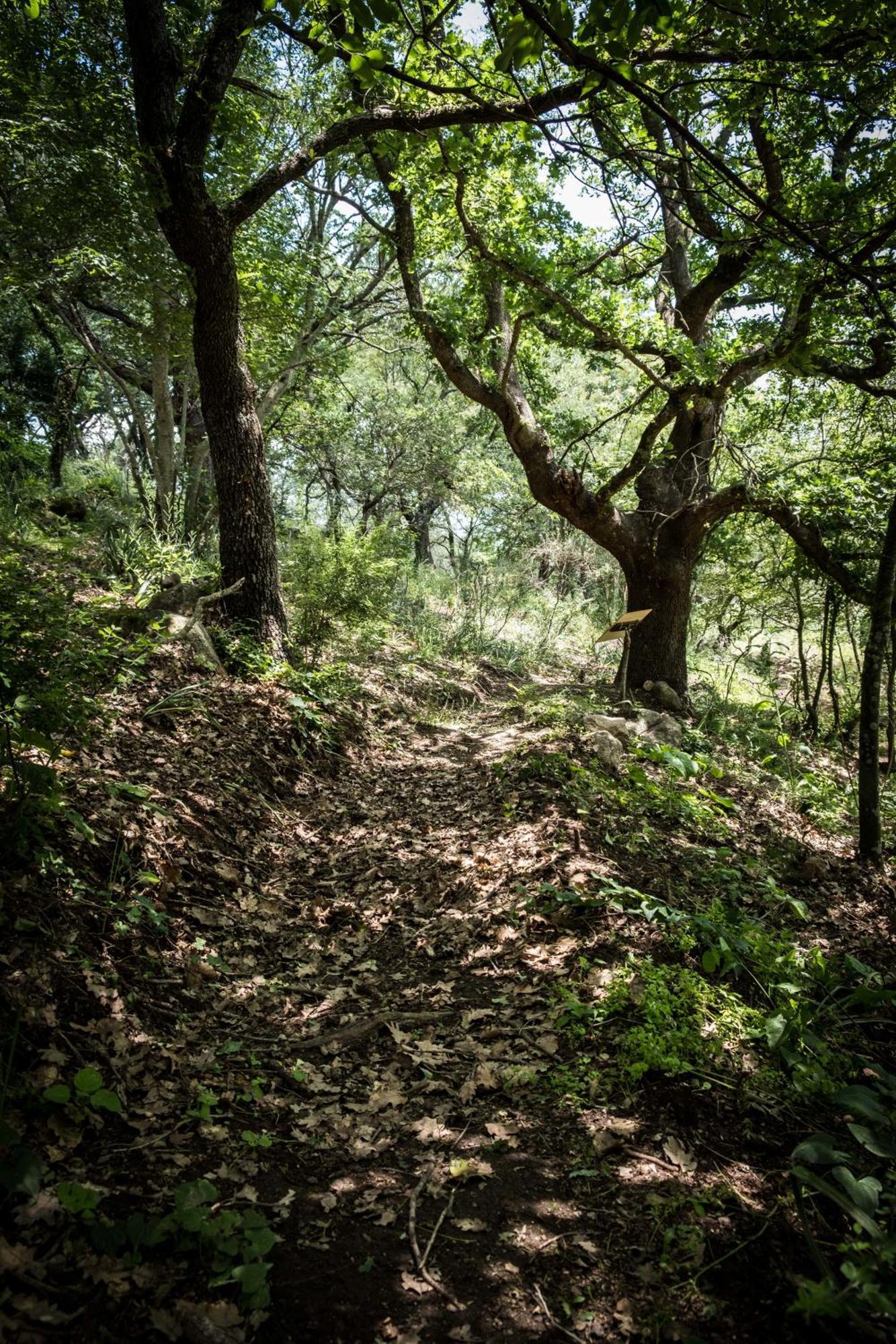 Azienda Agricola Biologica La Cardellina Tolfa Zewnętrze zdjęcie