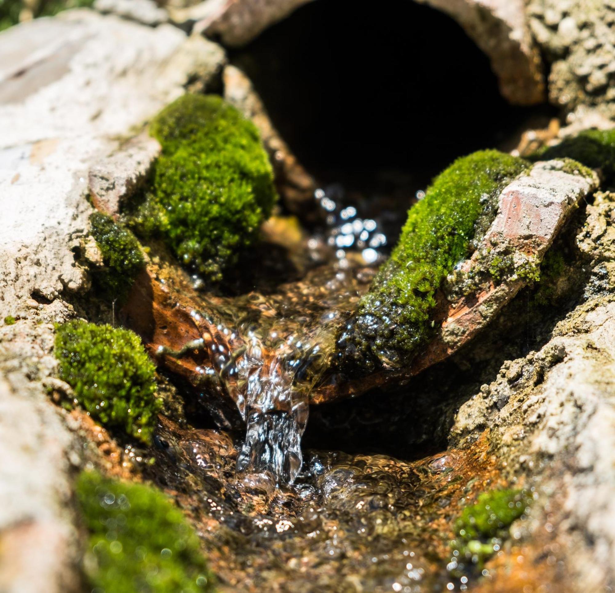 Azienda Agricola Biologica La Cardellina Tolfa Zewnętrze zdjęcie